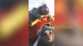 Pet marmoset monkeys ride on car roof