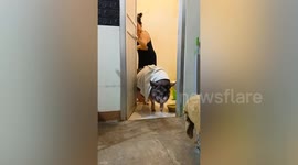 Pampered pet pig takes shower and walks out of bathroom with towel around neck