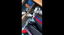 'Hold on!' - Ninja cat is back to her closet shenanigans *Hilarious Cat Antics*