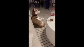 Hilarious husky tries to jump into TV after watching cat video