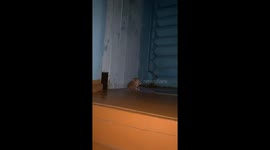 Adorable attic antics: playful kittens' hilarious escapade in Bym Village!
