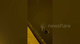 Couple scoops drowning cat from canal using rope and basket