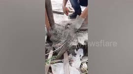 Wild cobra stuck in fishing net rescued in Thailand