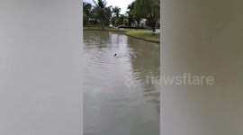 Loving pet owner saves drowning dog in pond