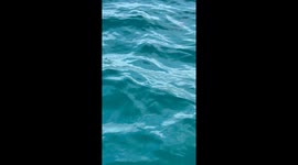 Family of tiger Sharks eating turtle off the coast of Miami
