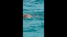 Sharks eating turtle