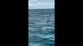 Family of tiger Sharks eating turtle off the coast of Miami