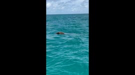 Family of tiger Sharks eating turtle off the coast of Miami