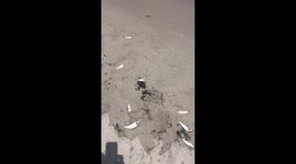 Terrifying scene as eyeless dead fish flood Florida beach