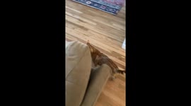 Cat Friends Calvin and Todd Say Hello
