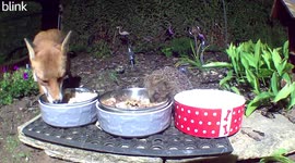 Unlikely Friends Share A Meal