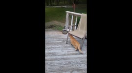 When Your House Cat Thinks He's a Fierce Lion