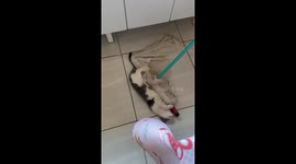 Curious Cat Helps Mop the Floor