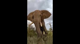Majestic Giant: African Bush Elephant