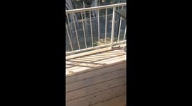 Pair of Hummingbirds Rest in Their Nest