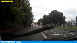 Cat uses pedestrian crossing to cross the road