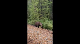 A Majestic Grizzly