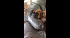 Cuddly Doggo Doesn't Understand Personal Space
