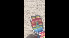 Beachgoer's chair becomes new home for swarm of bees in California
