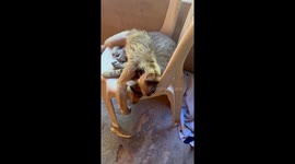 Monkey And Cat Cuddles