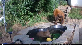 Mama Bear and Cub Take a Dip in Backyard Pond