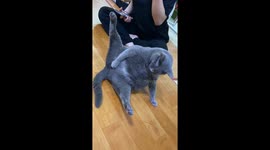 Cat Scratches An Itch
