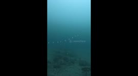 The Strangest Sea Creature