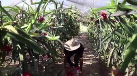 Gazan farmer dreams big on dragon fruit cultivation