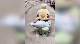 Adorable Forpus bird sleeps comfortably in arms of plushie teddy bear toy