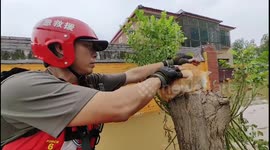 Firefighter saves stranded kitten from floodwaters in northern China
