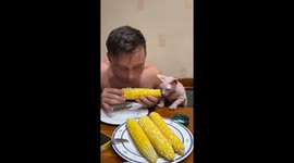 Corn connoisseur cat: a hilarious tale of Coconut's seasonal delight