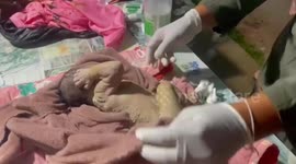 Hero pet dog saves abandoned newborn baby at the front of house