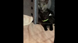 Frozen in feline hilarity: Maryland's playful mother and kitten duo stun the shelter!