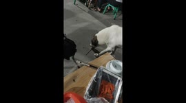 Dog stuns with bizarre human-like eating habits