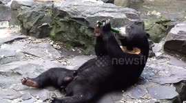 Meet Angela, the human-like sun bear that broke the internet (clean version)