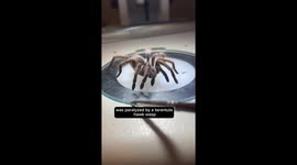 TikTok biologist shows just how paralysing a wasp sting can be Part 1/3
