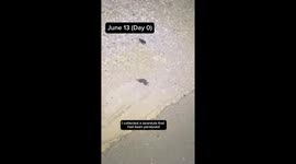 TikTok biologist shows just how paralysing a wasp sting can be Part 3/3