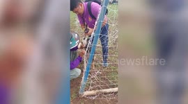 Stray dog tangled in football net rescued by teachers