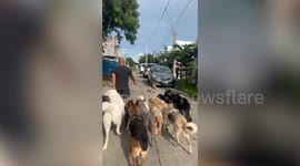 Calm pet dogs ignore strays barking at them during morning walk with owner