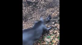 Playful pups on a wild slide: adventures of Stavropol's Cane Corso and American Bully duo