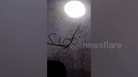 Parasitic worm wriggles on family's floor