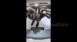 TikTok biologist shows just how paralysing a wasp sting can be by analysing unlucky tarantula