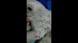 Grass-adventurous feline: a playful afternoon romp leaves a messy surprise!