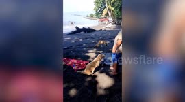 Animal lovers play with injured dogs on beach