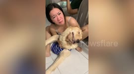 Funny pet dog acts dead playing along woman’s drama skit