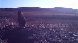 Bubonic plague case reported in Mongolian capital