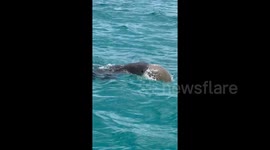Florida fishermen shocked as pack of sharks tear into turtle
