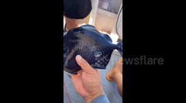 Odonus Niger with Horrible Looking in Guangdong Province, China