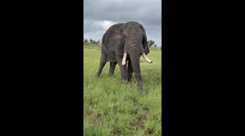 Majestic African Bush Elephant Grazes Peacefully