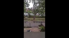 Storm Poly Winds Uproot Tree